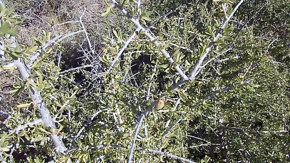 Prunus fasciculata, Desert Almond.