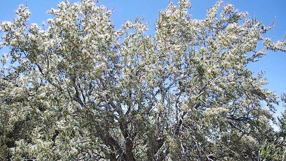 Cercocarpus ledifolius, Desert mountain mahogany.