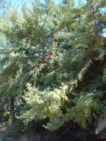 Cupressus macnabiana (MacNab Cypress or Shasta Cypress) 
