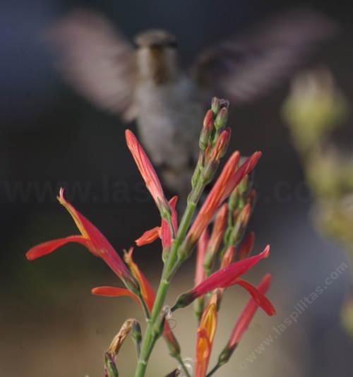 A young Anna Hummingbird on a Beloperone californica, Chuparosa.