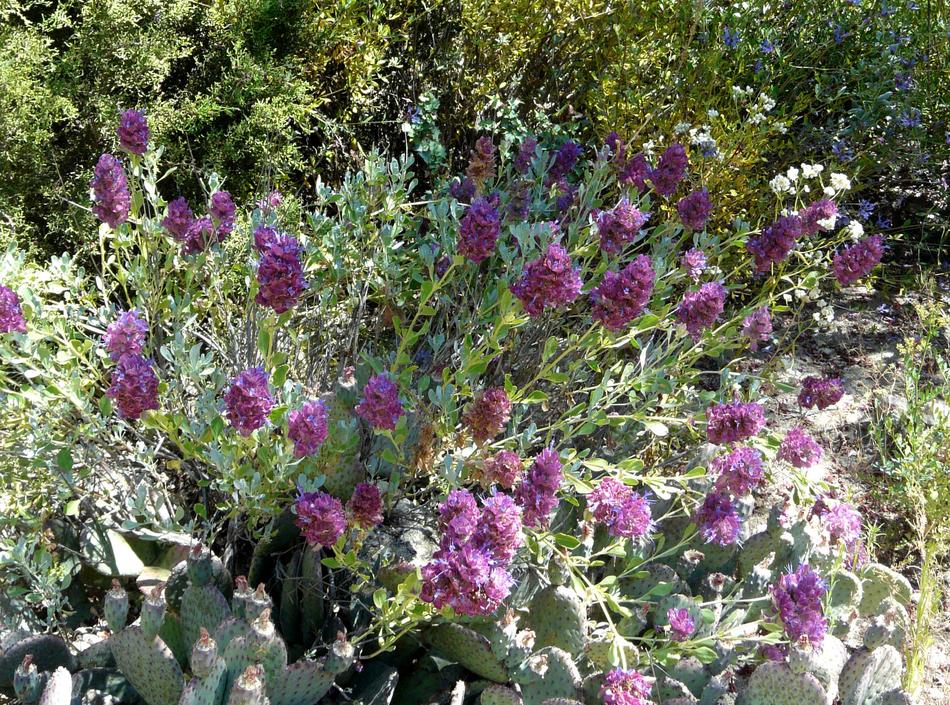 Salvia Pachyphylla Rose Sage Salvia Pachyphylla Rose Sage Or Purple Mountain Plant