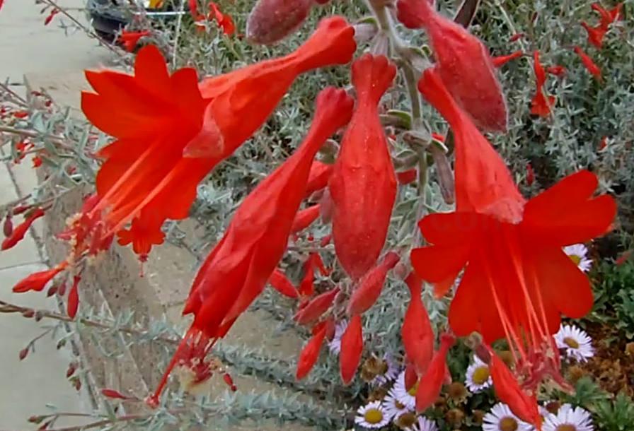 Zauschneria Catalina, The flowers of California Fuchsia from the Channel islands.