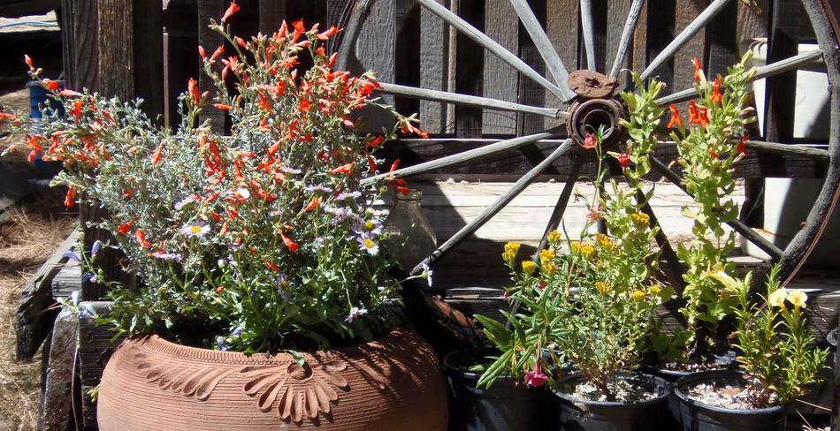 Native Plants In Container Gardening Pot Plants For Deck And Balcony
