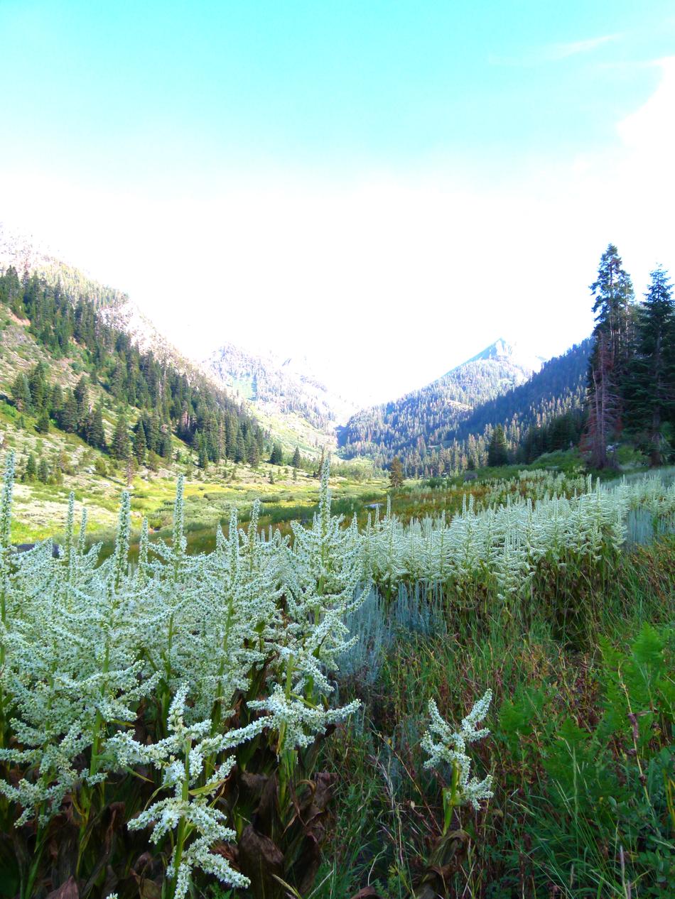California Has Some Wonderful Mountain Meadow Plant