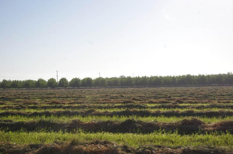 Many areas of the San Joaquin Valley may have been a grassland plant