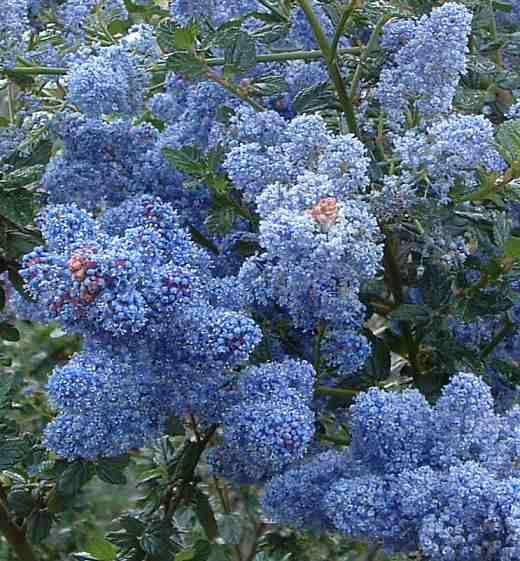 Ceanothus Tassajara Blue Ceanothus, Mountain Lilac