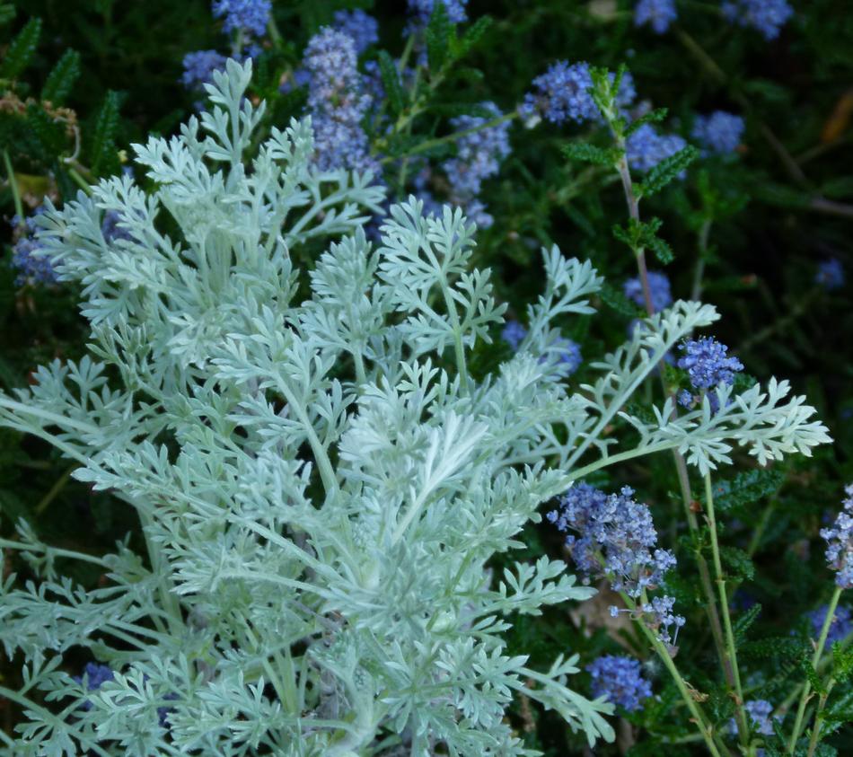 Artemisia pycnocephala and Ceanothus