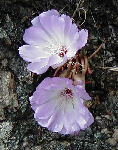 Lewisia rediviva