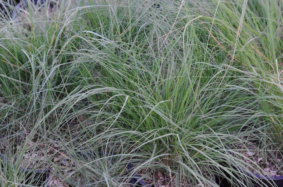  Festuca californica, California Fescue.  - grid24_24