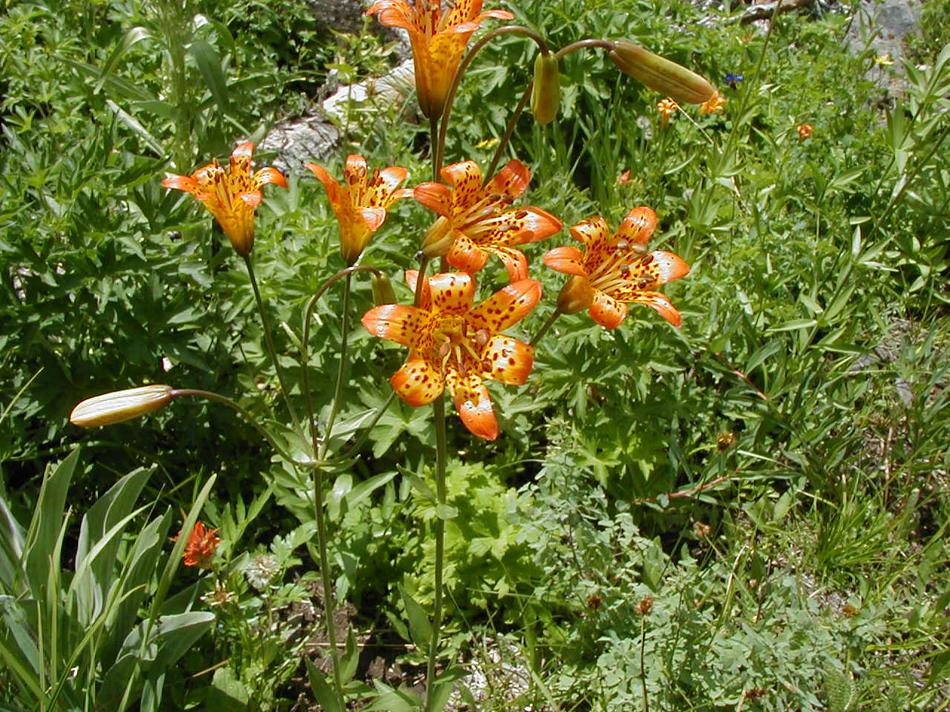 Liliium parvum, Sierra tiger lily in a Sierra stream 