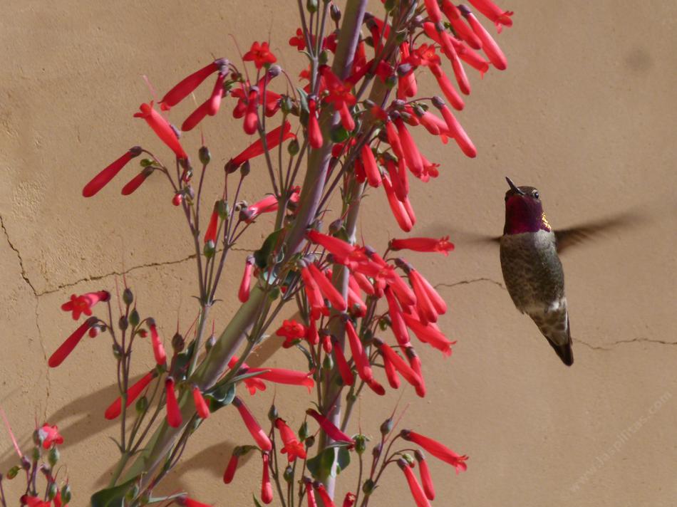 Penstemon centranthifolius is loved by hummingbirds
