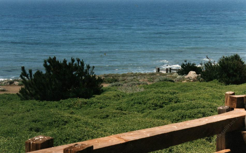 Baccarhis Pigeon Point.
