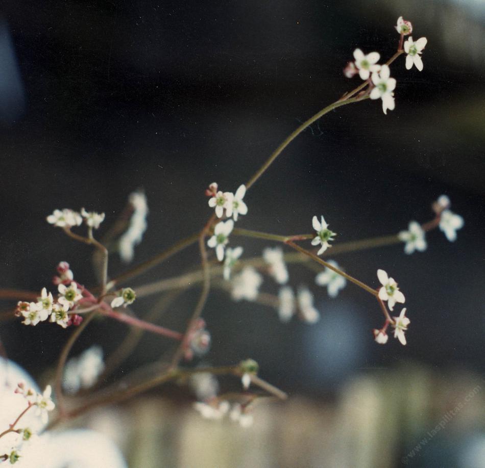Saxifraga californica, California Saxifrage