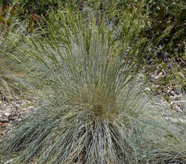 Festuca idahoensis, Idaho Fescue, is adaptable, and grows in sun or shade.