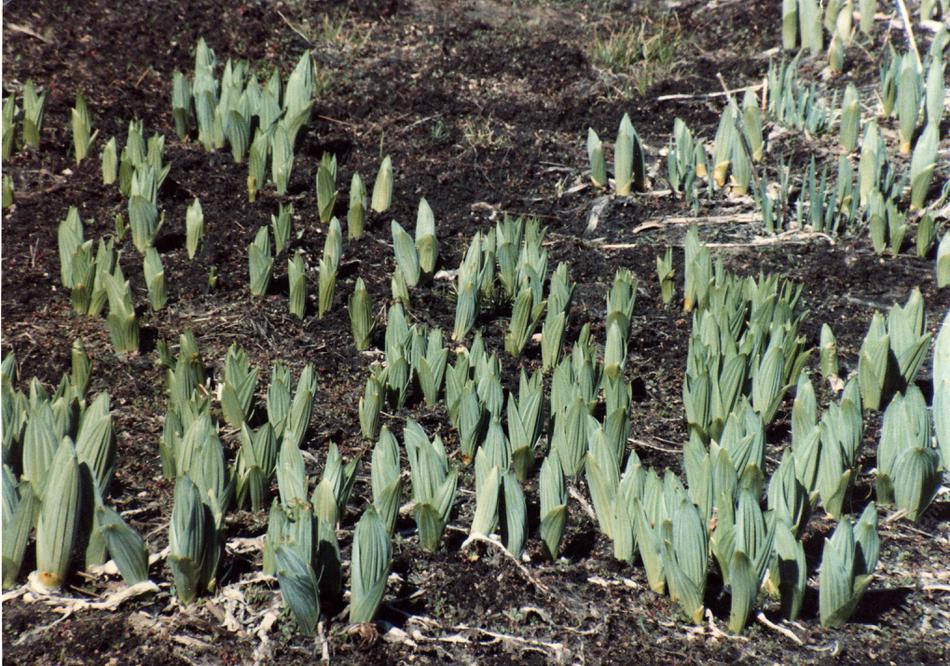 False Hellebore, Veratrum califonicum