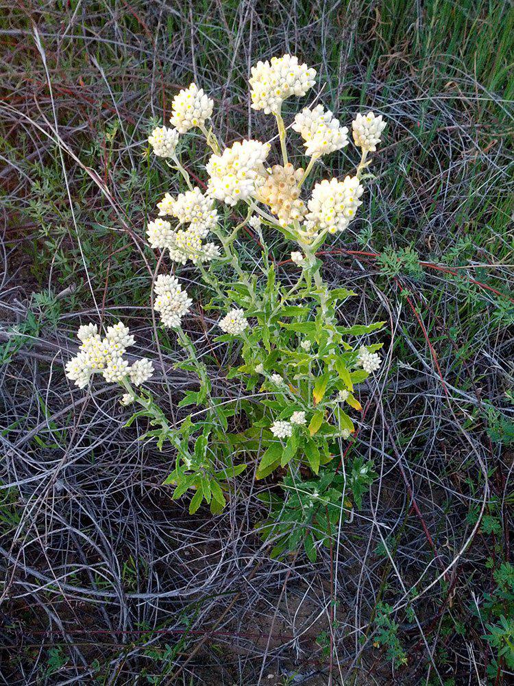Pseudognaphalium biolettii (Gnaphalium bicolor), Bioletti's rabbit-tobacco. or twocolor cudweed courtesy of Jerry Baker