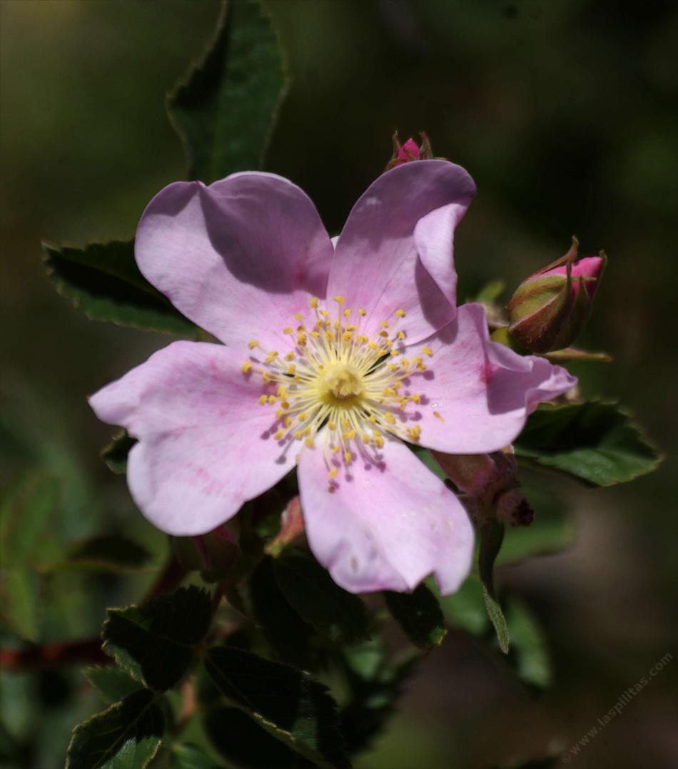 Rosa californica, California wild rose