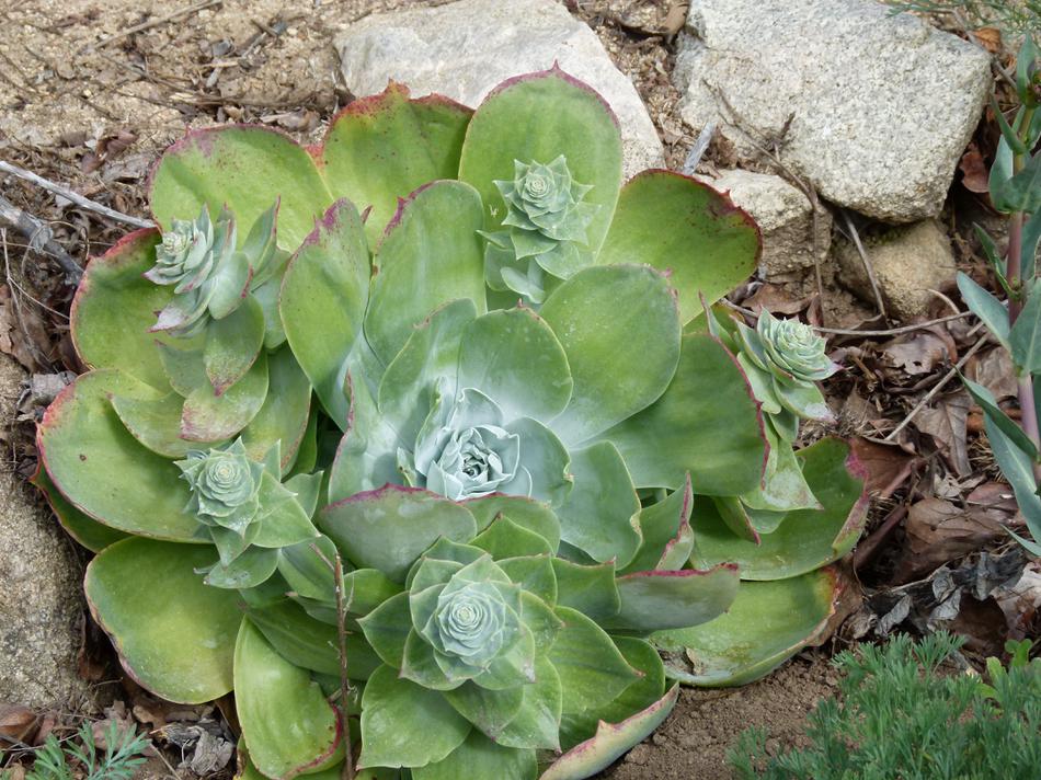 Dudleya pulverulenta, chalk dudleya, chalk liveforever. - grid24_24