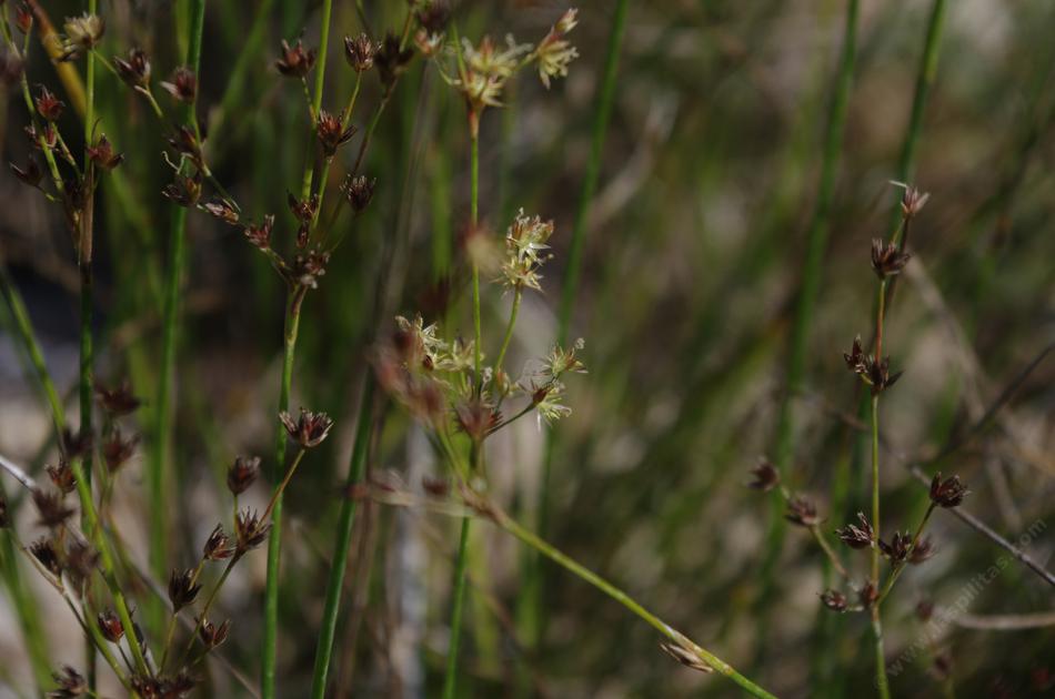  Juncus dubius, Dubius rush, Little bamboo, Mariposa rush - grid24_24