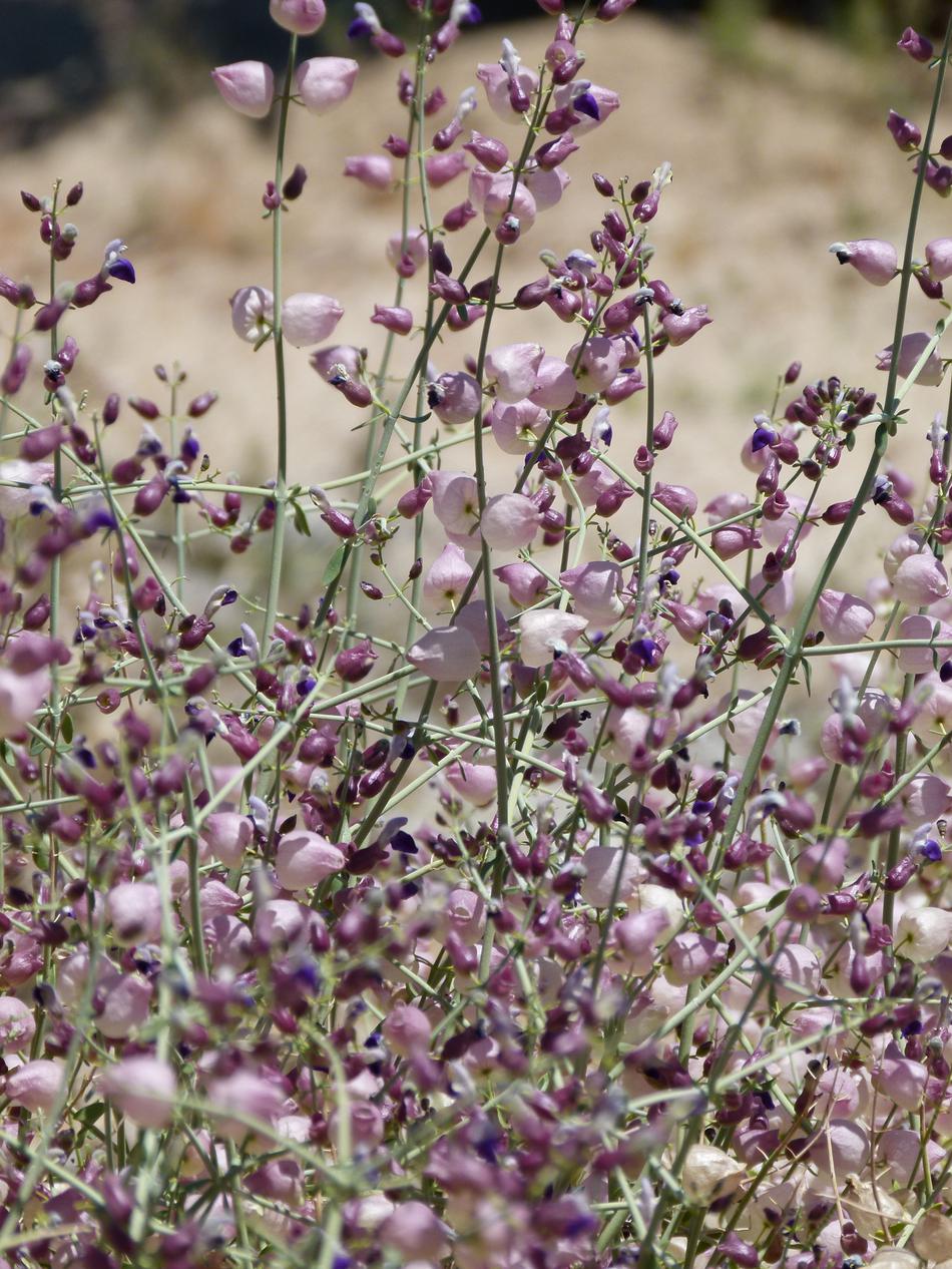 Salazaria mexicana, Bladder sage has interesting flowers - grid24_24