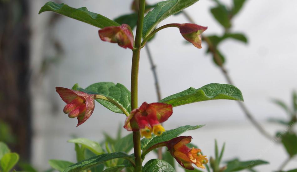 Lonicera involucrata var. ledebourii, Twinberry honeysuckle.