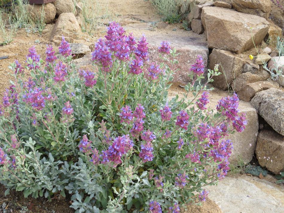 Salvia pachyphylla works great in a desert garden.