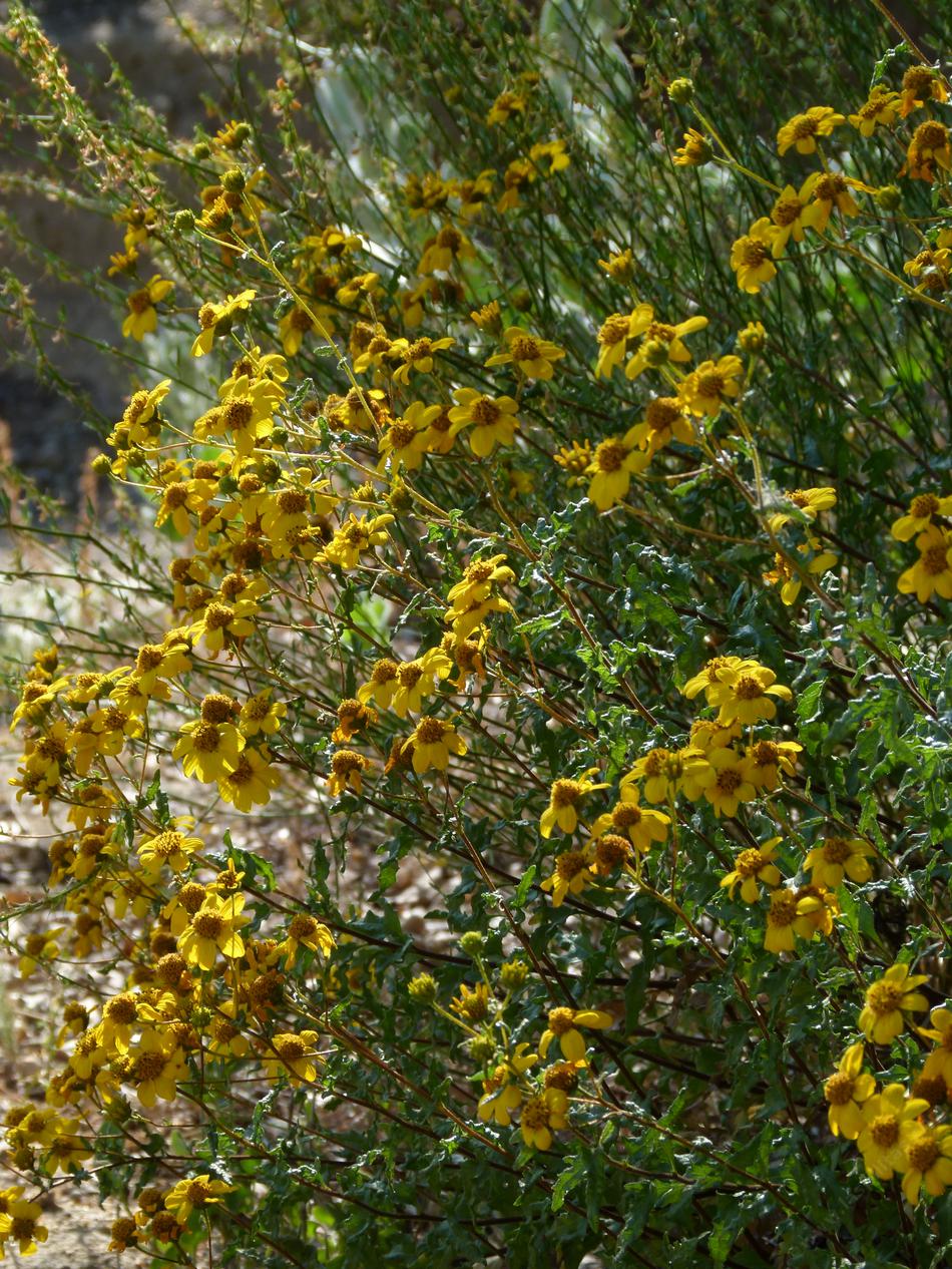 Viguiera laciniata, San Diego Sunflower has loads of yellow flowers - grid24_24