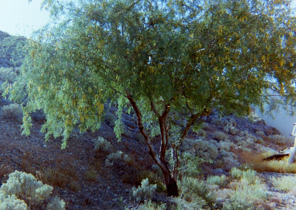An old photo of  Prosopis pubescens, Screwbean Mesquite.
