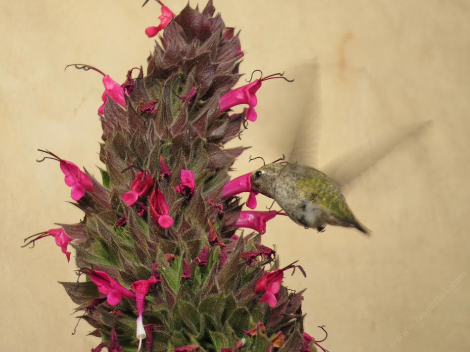 Las Pilitas Nursery Salvia spathacea - Thumbnail 4