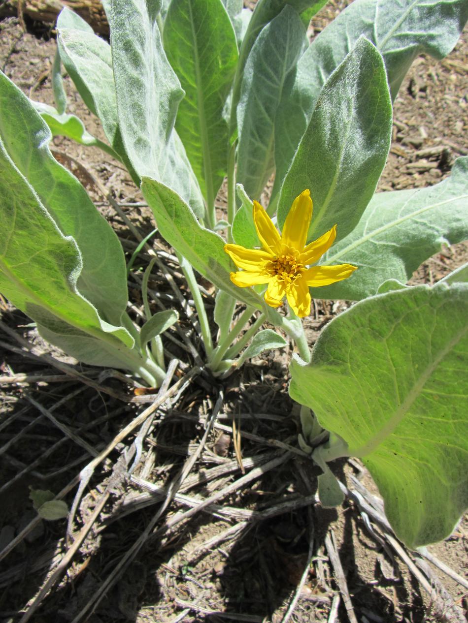  Wyethia mollis, Woolly Mule's Ears, Mountain Mule Ears and Gray Mule Ears. This photo was provided by Brent.