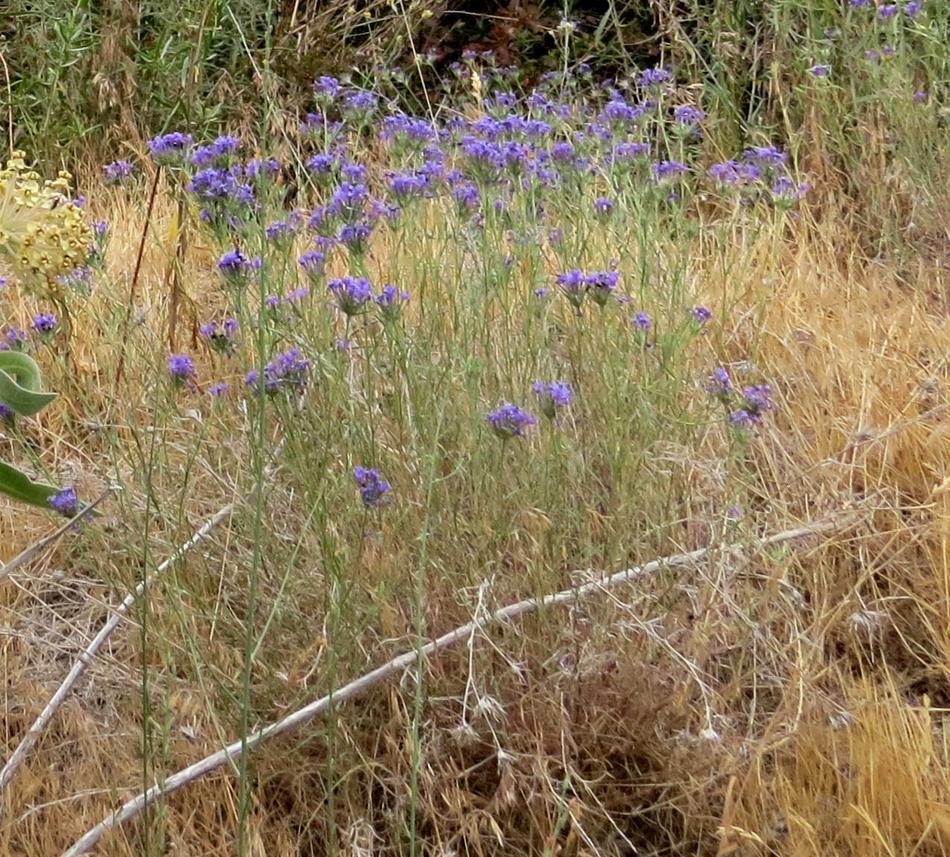 Eriastrum densifolium elongatum - grid24_24
