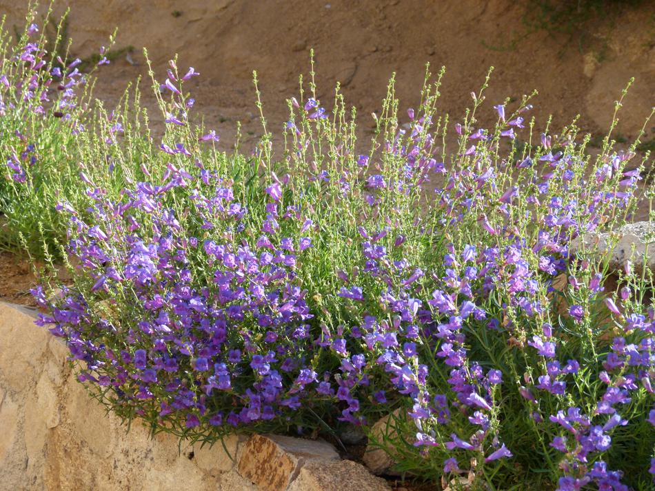 penstemon poisonous to dogs