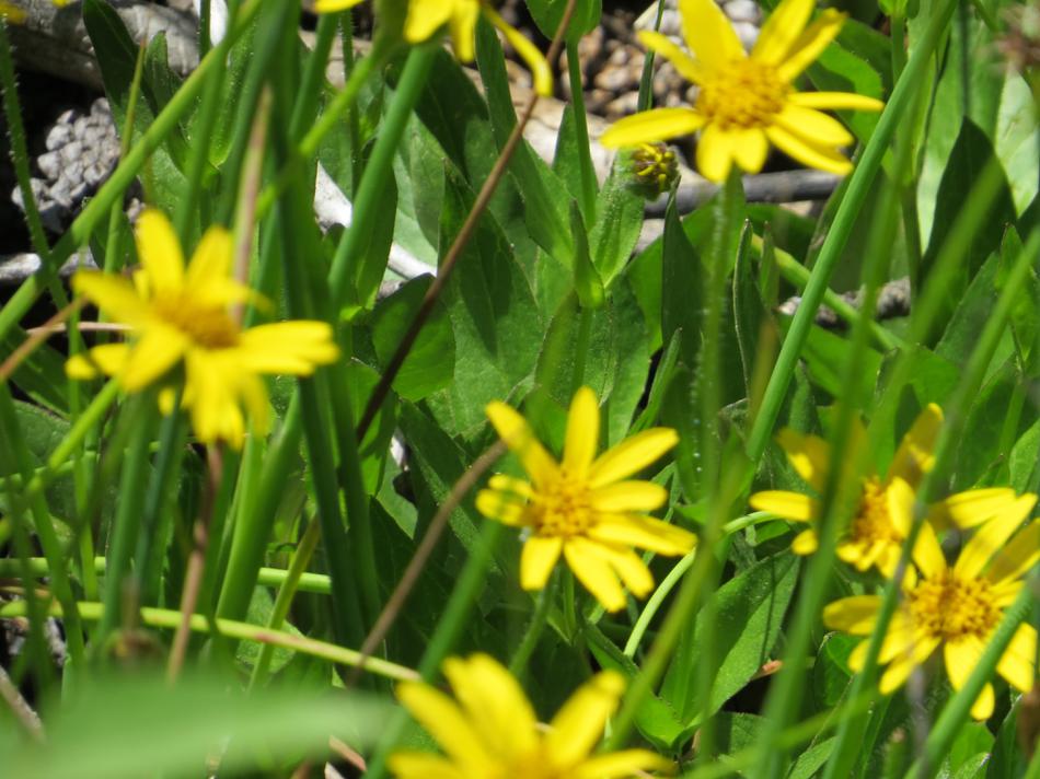 Arnica chamissonis,  Chamisso arnica, up in the Sierras.