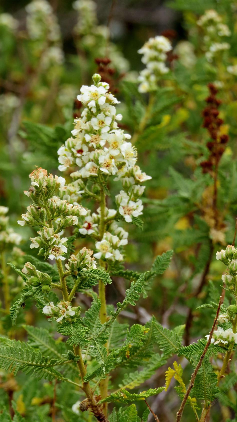  Chamaebatiaria millefolium, Fern Bush or Desert Sweet in flower up in Inyo National Forest.