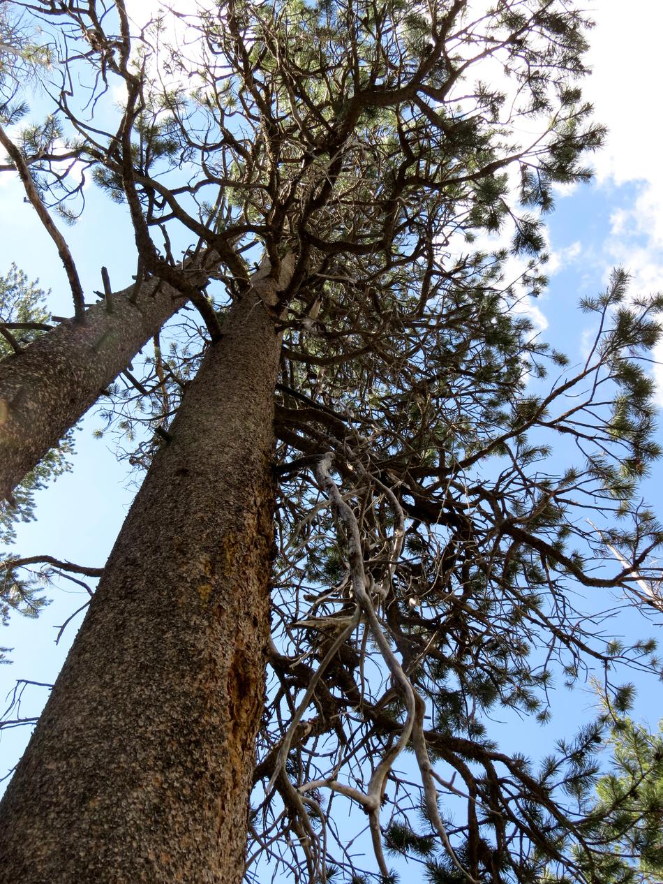 Pinus murrayana, Lodgepole Pine.