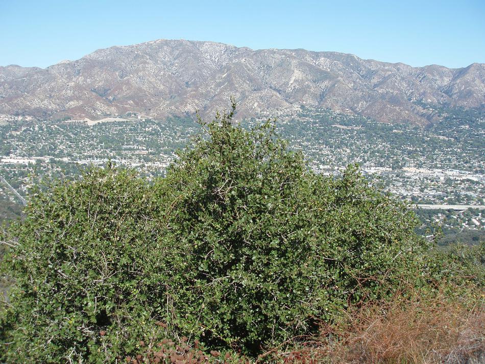 Quercus wislizenii frutescens, Dwarf scrub up about Los Angeles, courtesy of Roger and L.