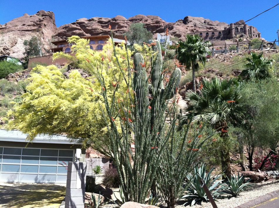  Carnegia gigantea, Sahuara, Saguaro and Giant Cactus,(the big dude), courtesy of Mark U.