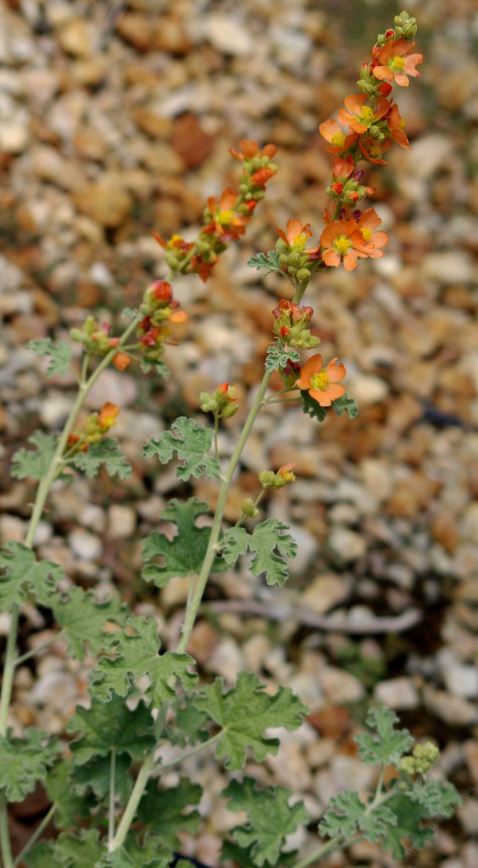  Sphaeralcea parvifolia, Globe Mallow.