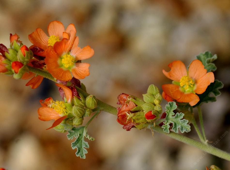 Sphaeralcea parvifolia, Globe Mallow.