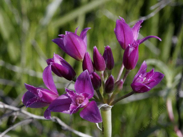 Allium crispum, Crinkled onion, photo  courtesy of Lynn W.