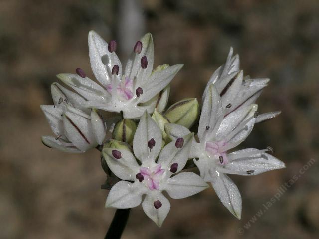  Allium haematochiton, Red skinned onion courtesy of Lynn W. - grid24_24