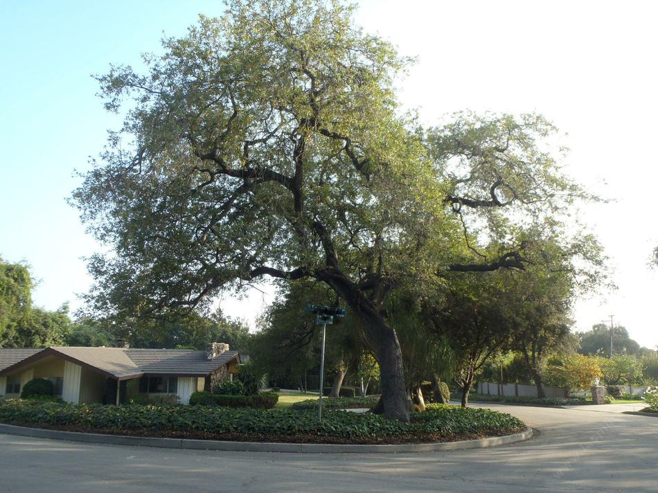 Quercus engelmannii Mesa Oak