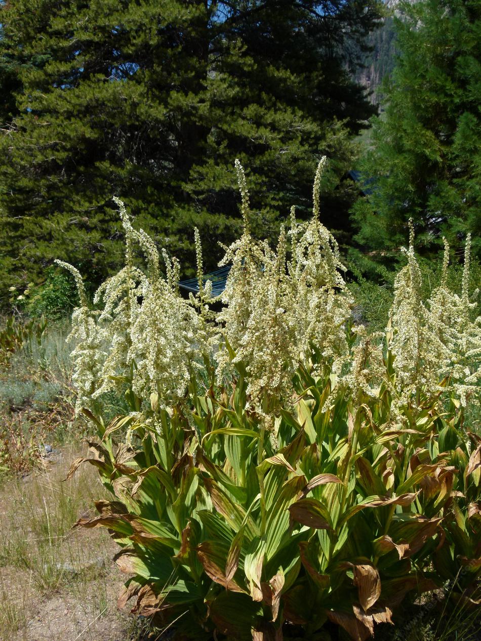 Veratrum californicum, California corn lily
