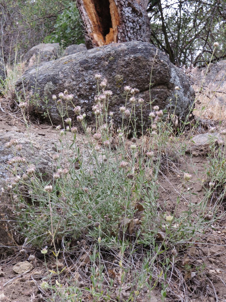 Monardella linoides anemonoides, Narrow leaf Mountain Monardella grows in openings under the Ponderosa Pines in the Southern Sierras. - grid24_24