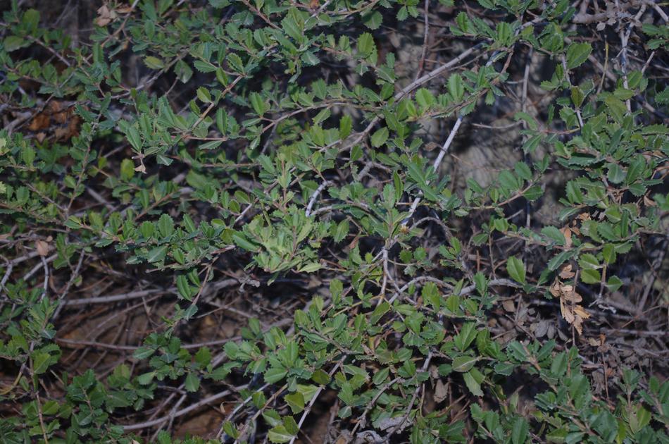 Drought and frost damage.