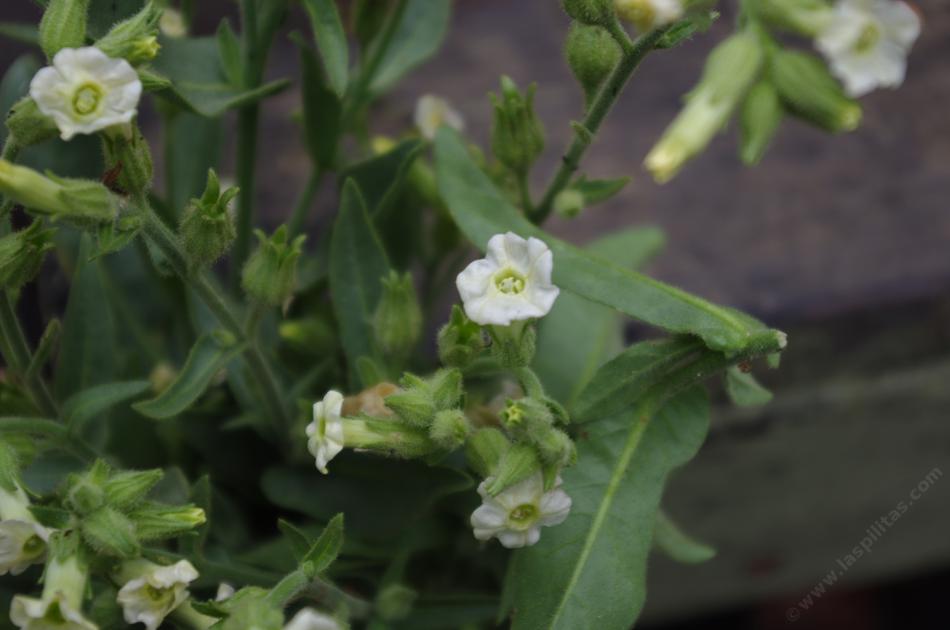 Nicotiana obtusifolia, Desert Tobacco