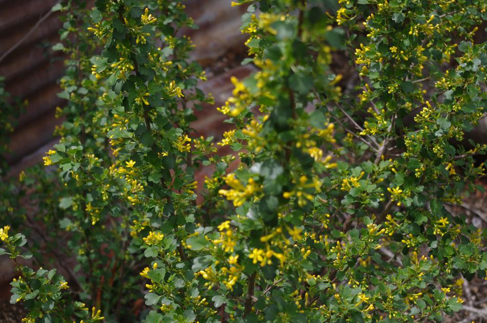  Golden Penny, Ribes aureum gracillimum, is a bigger and better Golden Currant. - grid24_24