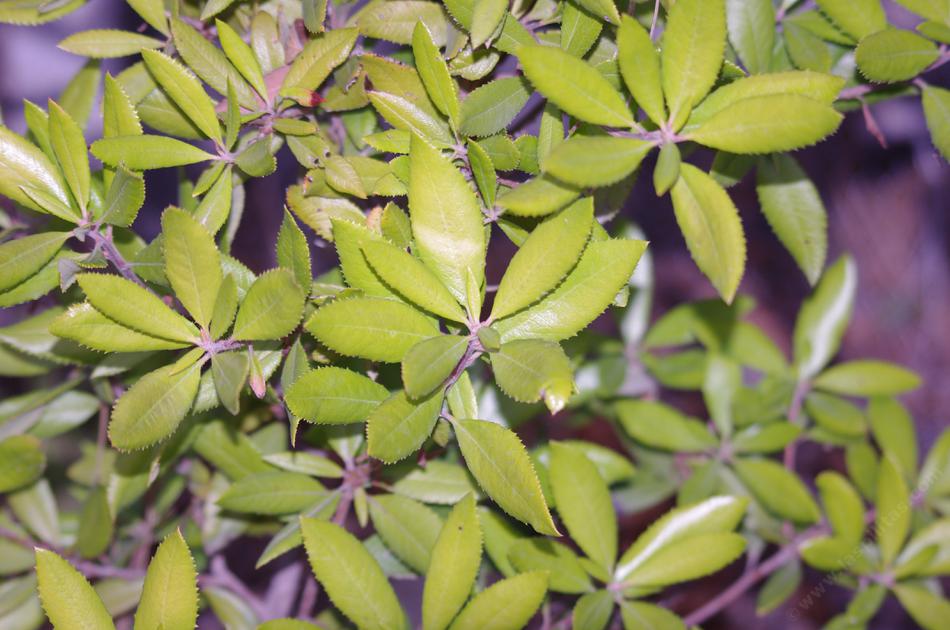 The leaves of Comarostaphylis diversifolia planifolia are rather flat not rolled. 