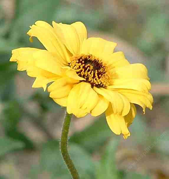 Encelia californica, Coast Sunflower.