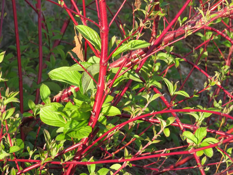 Cornus californica, California dogwood in the spring. 